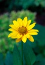 One yellow flower. Royalty Free Stock Photo