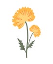 One yellow flower with leaves and a small bud on a long stem. Vector, botanical illustration of a dandelion, suitable Royalty Free Stock Photo