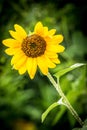 One yellow flower with a missing flower leaf with a blurry green artistic background