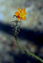 Orange Bulbine flower