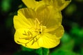 One yellow flowers of Oenothera biennis in garden