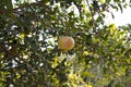 One yellow garnet hanging on a branch with green foliage. Ripe pomegranate grows on a tree. Yellow garnet Royalty Free Stock Photo