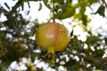 One yellow garnet hanging on a branch with green foliage. Ripe pomegranate grows on a tree. Close up Royalty Free Stock Photo