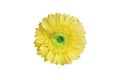 One yellow gerbera flower on white background isolated closeup, single orange gerber flower, daisy head top view, floral pattern Royalty Free Stock Photo