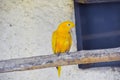 One yellow golden macaw a parrot sits on a branch