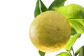 One yellow grapefruit hanging on a tree branch with green leaves Royalty Free Stock Photo