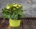 One yellow-green flower pot with an unusual delicate yellow primrose on the wooden floor Royalty Free Stock Photo