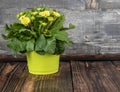 One yellow-green flower pot with an unusual delicate yellow primrose on the wooden floor Royalty Free Stock Photo