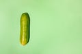 One yellow-green ugly large overgrown cucumber on green background with copy space for text.