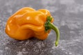 One Yellow Habanero or Scotch Bonnet Pepper