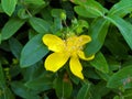 One yellow hypericum androsaemum blossoms in the middle of green leaves Royalty Free Stock Photo