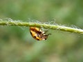 Yellow ladybug on plant Royalty Free Stock Photo