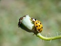 Yellow ladybug on plant Royalty Free Stock Photo