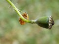 Yellow ladybug on plant Royalty Free Stock Photo