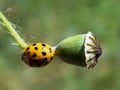 Yellow ladybug on plant Royalty Free Stock Photo