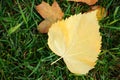 One yellow leaf on green grass Royalty Free Stock Photo