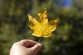 One yellow leaf held by a hand with a blurry and artistic green background Royalty Free Stock Photo