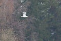 yellow-legged gull (larus michahellis) in flight in front of a forest Royalty Free Stock Photo