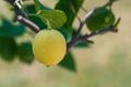 One yellow lemon on a tree Royalty Free Stock Photo