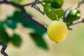 One yellow lemon on a tree Royalty Free Stock Photo