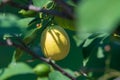One yellow lemon on a tree Royalty Free Stock Photo