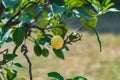 One yellow lemon on a tree Royalty Free Stock Photo