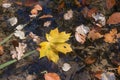 One yellow maple leaf and brown oak leaves on water surface of a pond Royalty Free Stock Photo