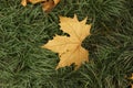 One yellow maple leaf falls on a green lawn under sunlight, leaves and grass in the garden Royalty Free Stock Photo