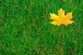 One yellow maple leaf on green grass Royalty Free Stock Photo