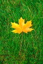 One yellow maple leaf on green grass Royalty Free Stock Photo