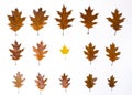 One yellow maple leaf in rows of brown autumn oak leaves lined in rows from large to small and isolated on a white background Royalty Free Stock Photo