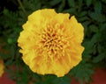 One yellow marigold flower closeup Royalty Free Stock Photo