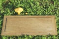 One yellow mushroom with old plank on grass, small white grass, boletus mushrooms on wood floor, autumn mushrooms on wooden floor