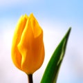 One Yellow Orange Tulip Liliaceae Lilieae Tulipa with Green Leaf Royalty Free Stock Photo