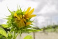 Yellow Sunflower Opening Royalty Free Stock Photo