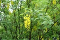 One yellow raceme of Laburnum anagyroides