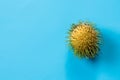 One yellow rambutan on blue background.