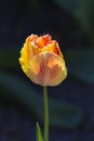 One yellow-red curly tulip on a dark background isolate. Selective focus Royalty Free Stock Photo