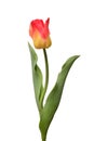 One yellow-red tulip flower isolated on white background. Still life, wedding Royalty Free Stock Photo