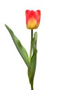 One yellow-red tulip flower isolated on white background. Still life, wedding Royalty Free Stock Photo