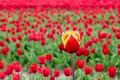 One yellow red tulip growing in a flower field with red blooming tulips in spring Royalty Free Stock Photo