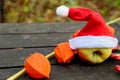 Yellow ripe Apple in a red Santa hat, branch with boxes of orange physalis on a dark woody background. eve of christmas