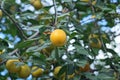 one yellow ripe cherry plum berry weighs on a tree branch with green leaves Royalty Free Stock Photo