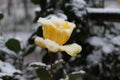 One yellow rose under snow Royalty Free Stock Photo