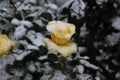 One yellow rose under snow Royalty Free Stock Photo