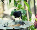 One Yellow-rumped cacique (Cacicus cela) Royalty Free Stock Photo