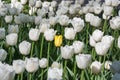 One yellow single tulip among a group of white fringed beautiful tulips