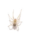 One yellow spider Royalty Free Stock Photo