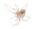 One yellow spider. Royalty Free Stock Photo