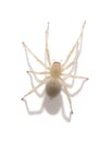 One yellow spider Royalty Free Stock Photo